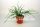 Rhipsalis burchellii