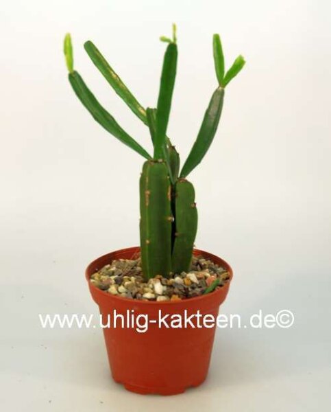 Rhipsalis cereoides
