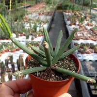 Rhipsalis cereuscula