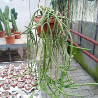 Rhipsalis cereuscula