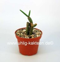 Rhipsalis cereuscula