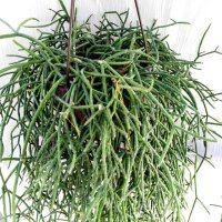 Rhipsalis coralloides