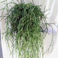 Rhipsalis coralloides