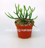 Rhipsalis coralloides