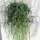 Rhipsalis coralloides