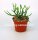 Rhipsalis coralloides