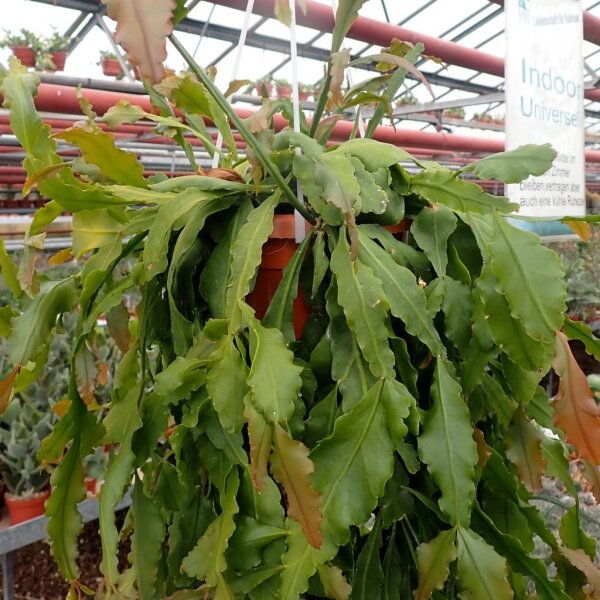 Rhipsalis crispata