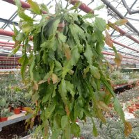 Rhipsalis crispata