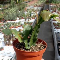 Rhipsalis crispata