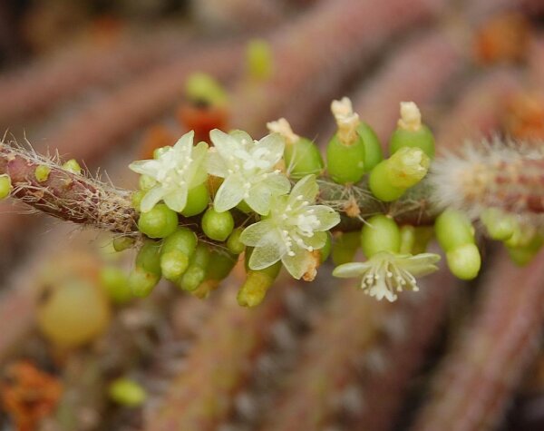 Rhipsalis fasciculata