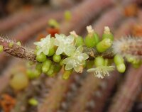 Rhipsalis fasciculata