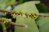 Rhipsalis fasciculata