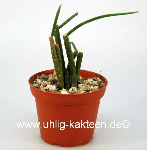 Rhipsalis floccosa ssp. pulvinigera aff. HU 847