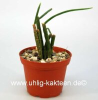 Rhipsalis floccosa ssp. pulvinigera aff. HU 847