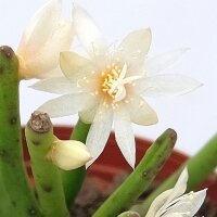 Rhipsalis floccosa ssp. tucumanensis