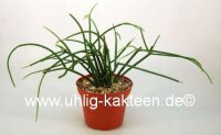 Rhipsalis gibberula