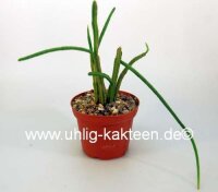 Rhipsalis grandiflora