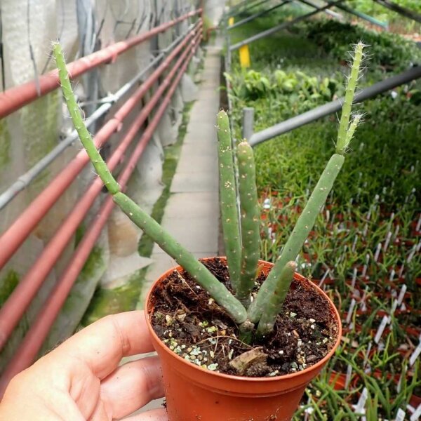 Rhipsalis hadrosoma