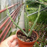 Rhipsalis hadrosoma