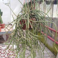 Rhipsalis hadrosoma