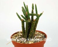 Rhipsalis hadrosoma