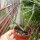 Rhipsalis hadrosoma