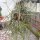 Rhipsalis hadrosoma