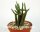 Rhipsalis hadrosoma