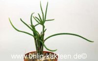 Rhipsalis lindbergiana HU 898