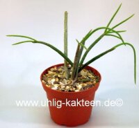 Rhipsalis lindbergiana HU 898