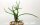Rhipsalis lindbergiana HU 898