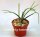 Rhipsalis lindbergiana HU 898