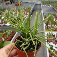 Rhipsalis lumbricoides HU 1107
