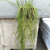 Rhipsalis lumbricoides HU 1107