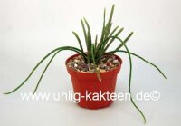 Rhipsalis lumbricoides HU 1107