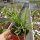 Rhipsalis lumbricoides HU 1107