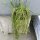 Rhipsalis lumbricoides HU 1107