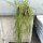 Rhipsalis lumbricoides HU 1107