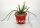 Rhipsalis lumbricoides HU 1107