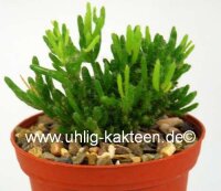Rhipsalis mesembryanthemoides