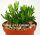 Rhipsalis mesembryanthemoides