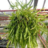 Rhipsalis micrantha fa. rauhiorum, Ampel(syn. rauhiorum)