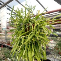 Rhipsalis micrantha fa. rauhiorum, Ampel(syn. rauhiorum)