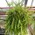Rhipsalis micrantha fa. rauhiorum, Ampel(syn. rauhiorum)
