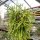 Rhipsalis micrantha fa. rauhiorum, Ampel(syn. rauhiorum)