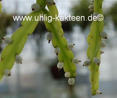 Rhipsalis micrantha fa. rauhiorum