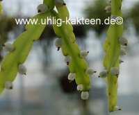 Rhipsalis micrantha fa. rauhiorum