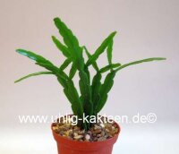 Rhipsalis micrantha fa. rauhiorum
