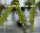 Rhipsalis micrantha fa. rauhiorum