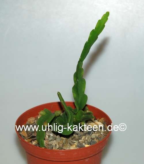 Rhipsalis micrantha fa. roseana monstrosa